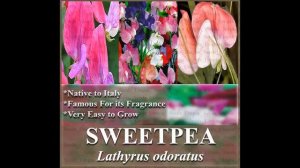 SWEET PEA SWEETPEA Flower Seed - Lathyrus odoratus   FLOWER SEEDS on  www.MySeeds.Co