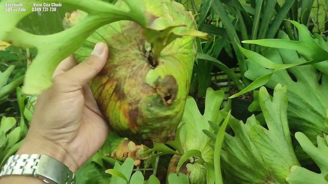 Cây giống ổ rồng coro và hotumil, cây giống anthurium queen - clari смотреть онлайн