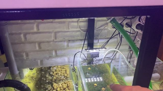 Морской Аквариум | Запуск Морского аквариума | фильтрация | самп | оборудование морского аквариума смотреть онлайн