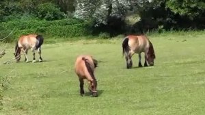 Самвел Адамян. Вот это новость. Даже я не ожидала. Дерзайте\ Saveliy Ad \ Grandenikо vlog