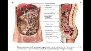 173. Черевна порожнина й очеревина - AnatomUa - AUDIO