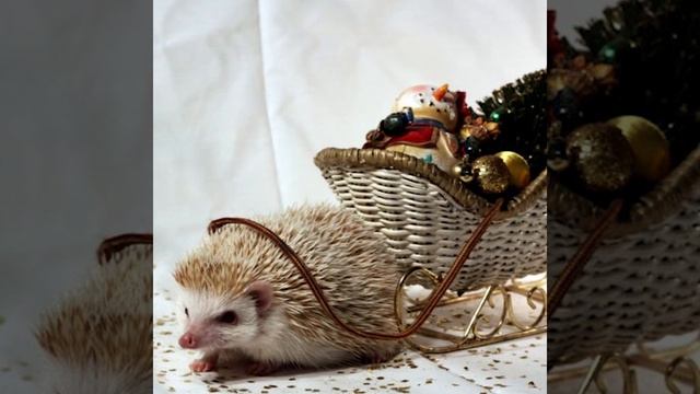 Сказка про ёжика и мебель смотреть онлайн