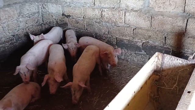 Прибавление в хозяйстве. Планы на скорое будущее.