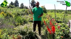 Это настоящее ЧУДО! Сколько и как долго можно использовать зеленую бродиловку в огороде? Все ответы