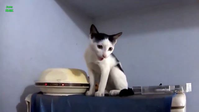 Мелодичные мяуканья кошек и котят / Cats and Kittens Meowing top 10