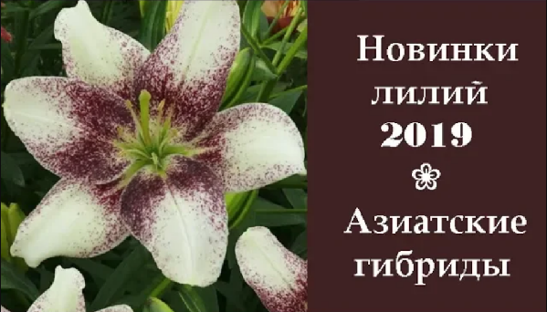 ❀ Новинки лилий 2019: Азиатские гибриды