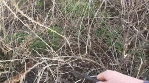 ОБРЕЗКА КРЫЖОВНИКА! КАК ОБРЕЗАТЬ КРЫЖОВНИК.