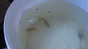 Малёк тигрового меченосца. кормление желтком без проблем.