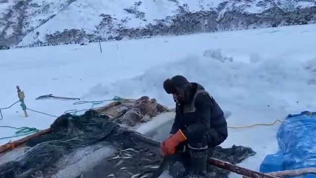 Ловля на Охотском море рыбы Наваги