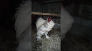 МОИ КУРЫ НА ПРОДАЖУ. #КУРЫ #БРАМА #КОХИНХИН