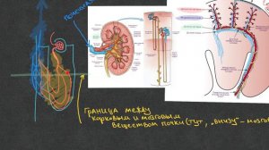 Нефрология - Кровоснабжение почки - Урок 4