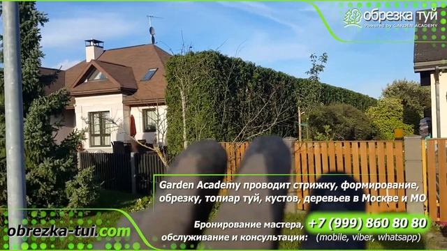 Обрезка живой изгороди Москва обрезка туй ☎️+79990008108 смотреть онлайн