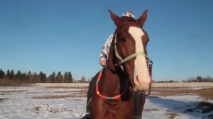 КАК НАУЧИТЬ КОНЯ РАБОТАТЬ НА КОРДЕО \ TUTORIAL \ МОИ МЕТОДЫ \ How to learn a HORSE ride on cordeo