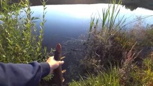 Ловля Щуки Осенью На Спиннинг На Воблер. Рыбалка 2019.