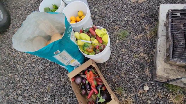 24 октября свезли всех пчел смотреть онлайн