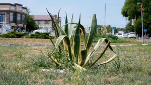 В Армавире для озеленения городов страны начали массово выращивать агаву