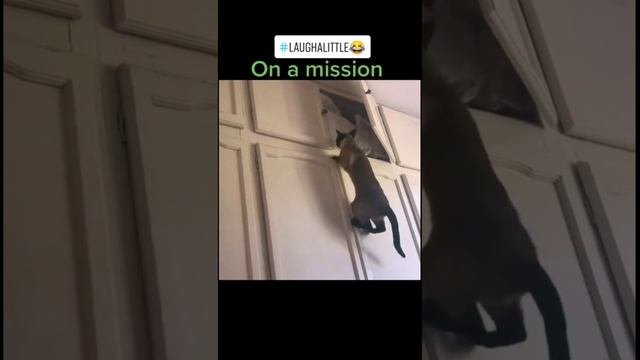 Funny Animals Video