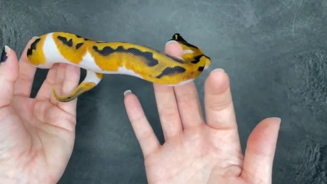 Piebald 100% het VPI Axanthic Ball Python - 2023.14-10
