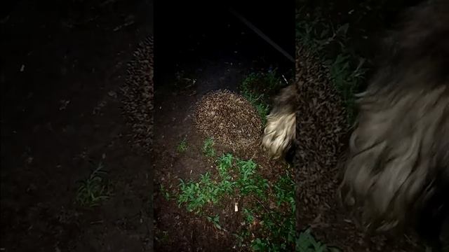 Нашли ёжика))) смотреть онлайн