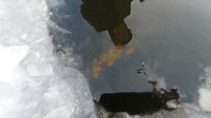 Рыбалка на морды. Ловим живца древнем способом. Первый лед 2023-2024.