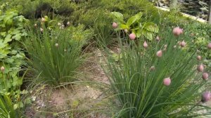 Лук скорода (лук сибирский, шнитт-лук, резанец) - многолетнее травянистое растение семейства луковы