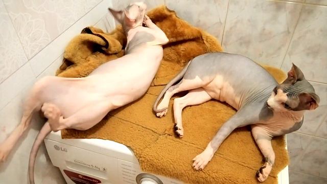 Самое теплое место в доме