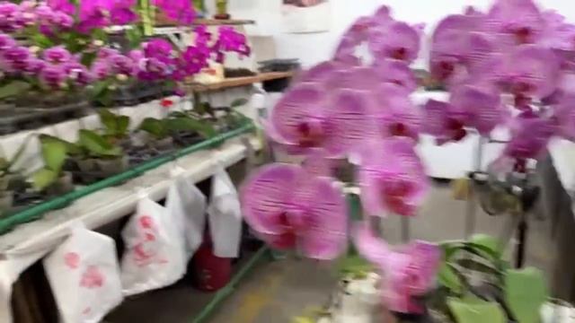 Воскресный рынок цветов смотреть онлайн