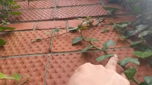 23.07.2020. Плющ на стене