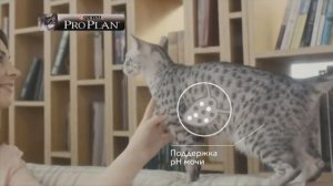 13  Реклама Purina Pro Plan   История Клео