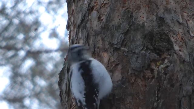 Дятлы нашего леса, трехпалый дятел самка, three-toed woodpecker смотреть онлайн