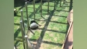 Большая панда. Почему панды вымирающий вид. Смешные и неуклюжие панды.