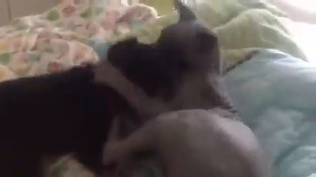 Donskoy sphynx cat plays with puppy