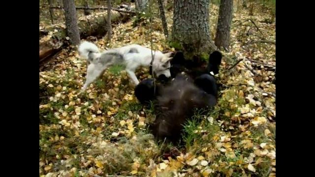 Мои ходовые охоты с собакой . Охота на соболя, на барсука. Медведь. Лось. Салки с выдрами.