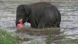 В одном из природных парков Таиланда слон спас своего дрессировщика