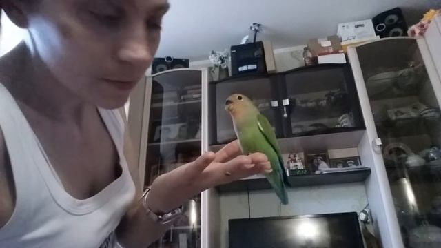 Неразлучник ручной.Розовощекий зеленый сташий с точкой. смотреть онлайн