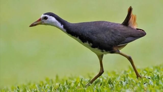 Breasted Water Hen Hunting Call, How to catch breasted water hen by speaker sound. смотреть онлайн