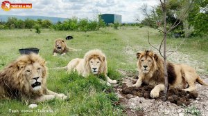 Такого вы ещё НЕ ВИДЕЛИ! Лев-навозник САМЫЙ ЛУЧШИЙ колхозник! Тайган.