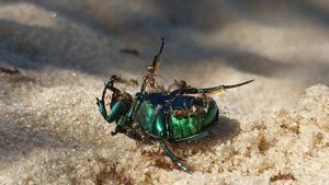 Муравьи против зеленого майского ЖУКА - Золотистая бронзовка - Ants VS Chafer Rose Cetonia aurata