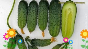 Огурец гибридный F1 Изумрудный город. Краткий обзор, описание характеристик F1 Izumrudnyi gorod