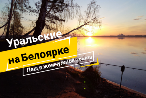 Белоярка. Лещ в жемчужной осыпи.