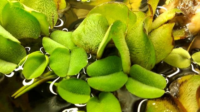 Красивое плавающее растение Сальвиния в пруду, для садового пруда - Salvinia Natans