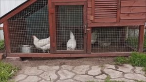 6 соток Tv Наш мини курятник..mp4