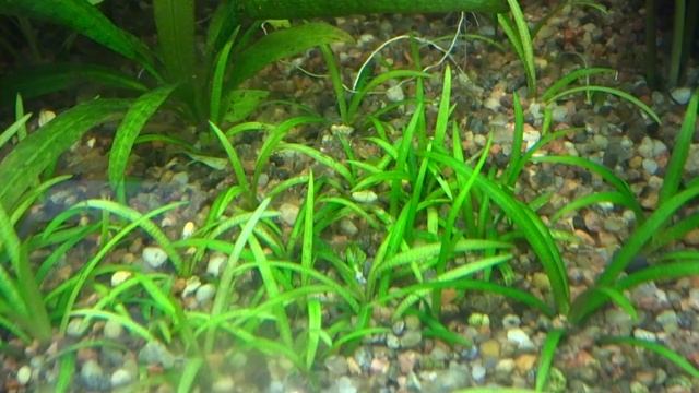 Сагиттария или Стрелолист (Sagittaria) в моем аквариуме. смотреть онлайн