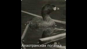 Животные исчезнувшие за последние 20 лет