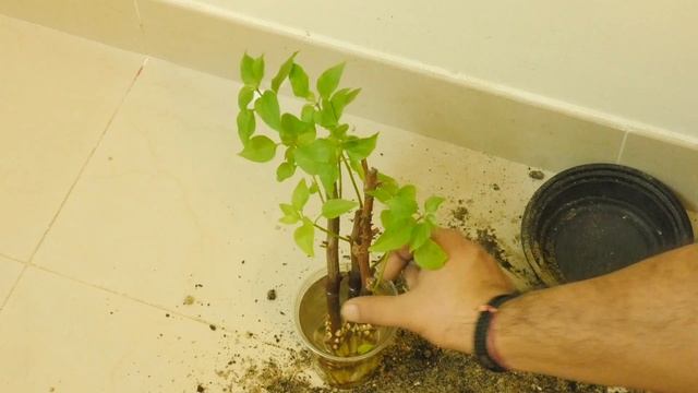 Grow BOUGAINVILLEA In Your SLEEP ? EASY HACK = Cutting Toothpick Wood Ash Water Soil with RESULTS смотреть онлайн