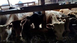 БЫЧКИ ДАГЕСТАН! НОВАЯ ПАРТИЯ НА ОТКОРМ 125 ГОЛОВ! #бычки #дагестан #калмыкия #крс #рекомендации