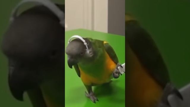 ТАНЦУЮТ ВСЕ???