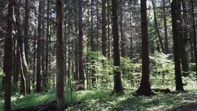 Музыка леса Снято на Sony a7m1 смотреть онлайн