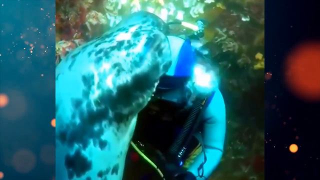 Морской ЗВЕРЬ странно плавал вокруг дайвера! Вот чем кончилась эта встреча для человека! смотреть онлайн