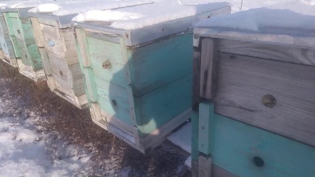 Рогатый улей Лецина / Паливоды отличный и недорогой улей на 8 рамок.